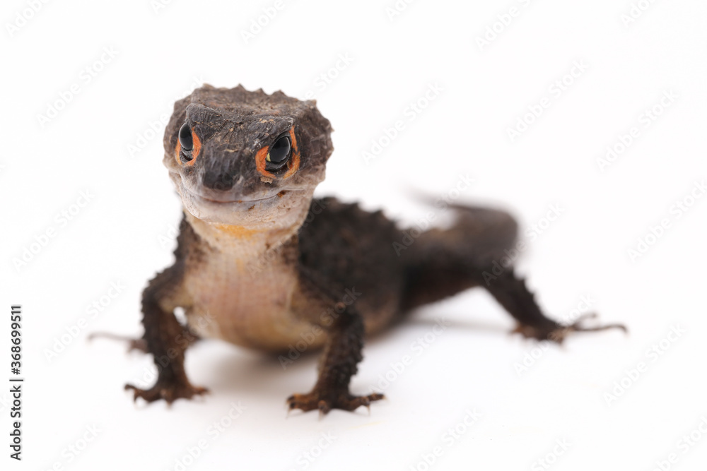 Wall mural tribolonotus gracilis, red-eyed crocodile skinks lizard isolated on white background