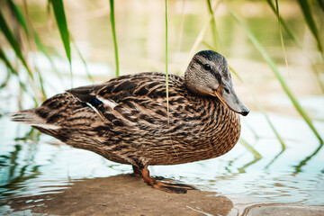 Standing beautiful brown duck on a rock. Closeup perspective of funny duck.