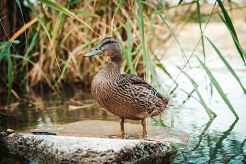 The wild duck came to rest on the stone. She is tired after swimming.