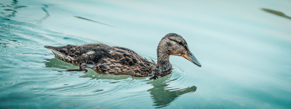 Banner amazing baby mallard duck swims in lake or river with blue water under sunlight landscape. 