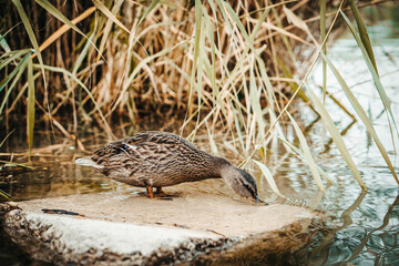 A young mallard duck cleans its feathers on a rock in a pond.