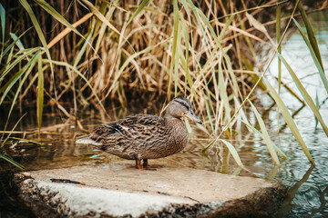 Standing beautiful brown duck on a rock. Closeup perspective of funny duck.