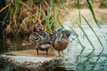 Standing beautiful brown ducks on a rock. Detail close up on funny ducks.