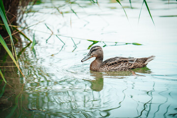 Amazing mallard duck swims in lake or river with blue water under sunlight landscape. Closeup perspective of funny duck.