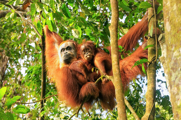 Female Sumatran orangutan with a baby hanging in the trees, Gunung Leuser National Park, Sumatra, Indonesia © donyanedomam