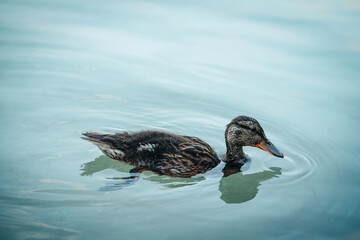 Amazing baby mallard duck swims in lake or river with blue water under sunlight landscape. 