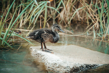 Standing beautiful brown baby duck on a rock. Detail close up on funny duck.
