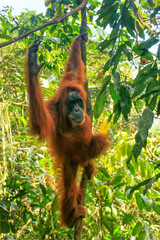 Female Sumatran orangutan hanging in the trees, Gunung Leuser National Park, Sumatra, Indonesia © donyanedomam