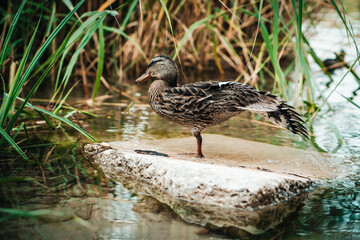 Standing beautiful brown duck on a rock. Detail close up on funny duck.