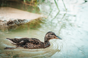 Amazing baby mallard duck swims in lake or river with blue water under sunlight landscape. 