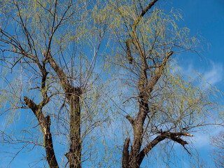 Trees Beginning to Leaf Out - Harrington Park NJ