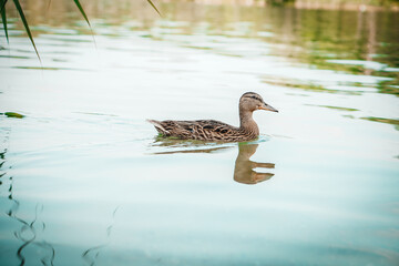 Amazing mallard duck swims in lake or river with blue water under sunlight landscape. Closeup perspective of funny duck.