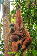 Female Sumatran orangutan with a baby sitting on a tree in Gunung Leuser National Park, Sumatra, Indonesia © donyanedomam