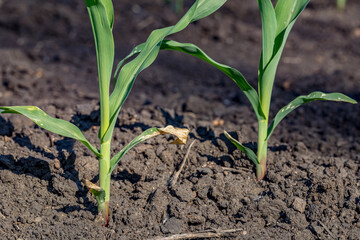 Cornfield with corn plant leaf turning yellow, chlorosis, from herbicide application during drought and hot weather