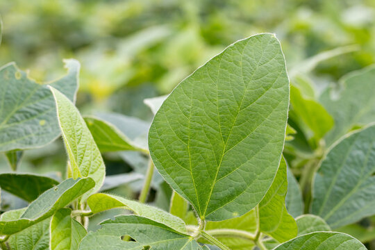 Closeup of green, healthy soybean plant leaf in farm field. Concept of farming industry, agriculture and organic crops