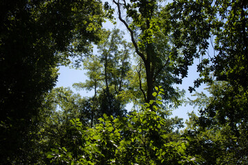 Frühlings Natur Pflanzen