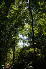 Frühlings Natur Pflanzen