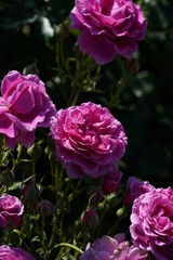 Light Purple Flower of Rose 'Scented Air' in Full Bloom
