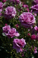Light Purple Flower of Rose 'Scented Air' in Full Bloom
