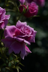 Light Purple Flower of Rose 'Scented Air' in Full Bloom
