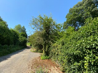 Fototapeta na wymiar Old trees, and large green hedgerow, set against a vivid blue sky, in, Priesthorpe Road, Calverley, Leeds