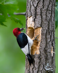 Red-headed Woodpecker with Food for Chicks  on Green Background