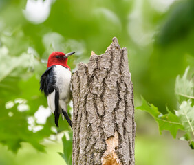 Red-headed Woodpecker Climbing Tree Trunk on Green Background	
