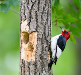 Red-headed Woodpecker Climbing Tree Trunk on Green Background	
