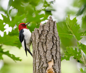 Red-headed Woodpecker Climbing Tree Trunk   