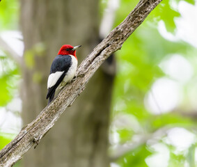 Red-headed Woodpecker Climbing Tree Trunk 