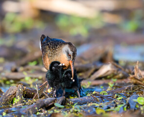 Virginia Rail with Two Chicks Foraging	