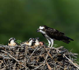 Osprey  Female with Three Chicks in the Nest on Green Background