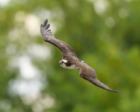 Osprey in Flight on Green Background