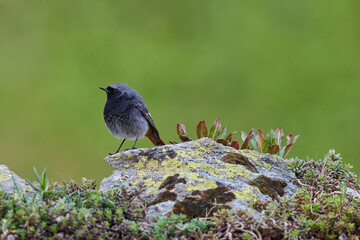 Small bird, Black redstart, on a rock