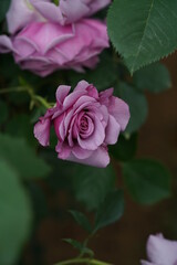 Light Purple Flower of Rose 'Secret Perfume' in Full Bloom
