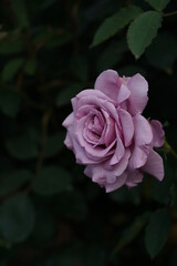 Light Purple Flower of Rose 'Secret Perfume' in Full Bloom
