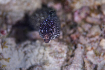 Spotted Moray Eel