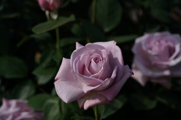 Light Purple Flower of Rose 'Shiko' in Full Bloom
