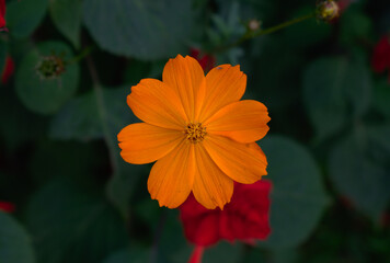 Cosmos Bipinnatus in the Garden Landscape Photography