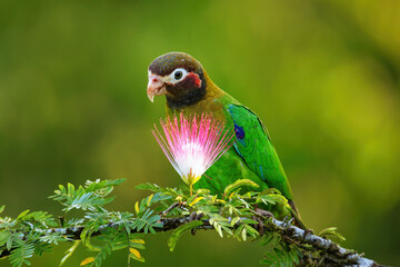 Brown-hooded parrot (Pyrilia haematotis)