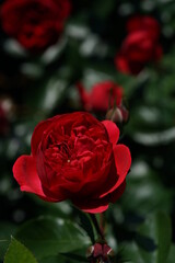 Red Flower of Rose 'Siegfried' in Full Bloom
