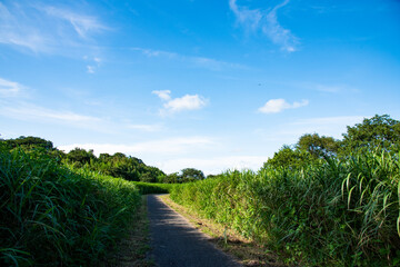 田舎道
