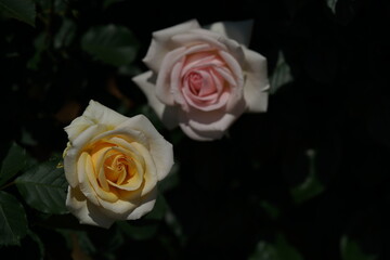 Light Cream Flower of Rose 'Simply Heaven' in Full Bloom
