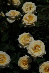 Light Cream Flower of Rose 'Simply Heaven' in Full Bloom
