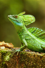 Male plumed basilisk (Basiliscus plumifrons) sitting on a stump