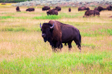 Buffalo Standing in field in Grand Teton National Park Wyoming