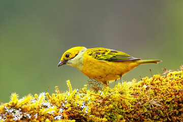Silver-throated tanager (Tangara icterocephala) sitting on a branch