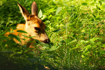Little deer lying in greenery in the sun
