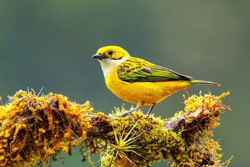 Silver-throated tanager (Tangara icterocephala) sitting on a branch