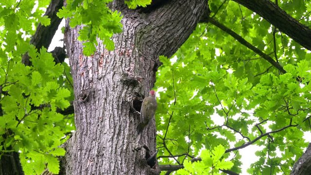 European Green Woodpecker (Picus viridis) and Black Woodpecker (Dryocopus martius) look at each other near nests on tree - (4K)